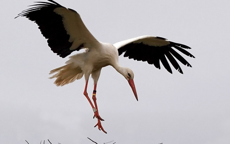 Gólyafészkeket mérnek fel országszerte