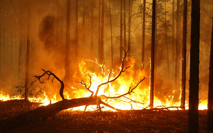 Erdőtüzek megelőzéséről tárgyaltak