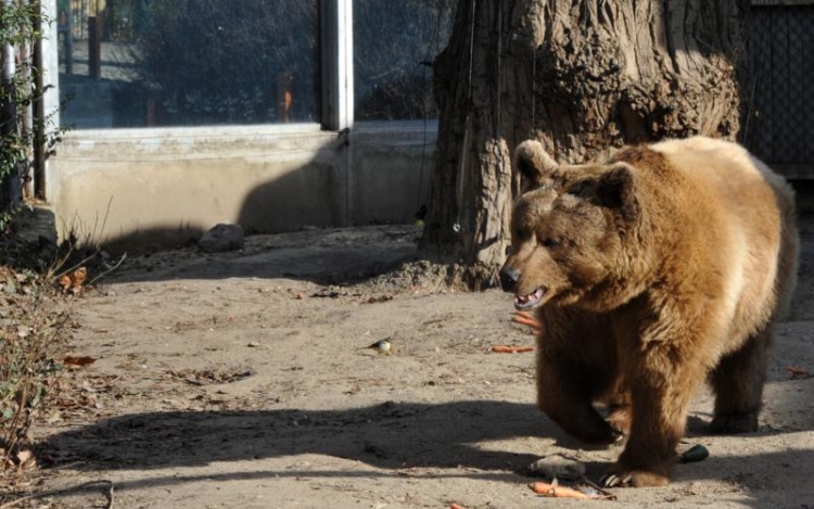 Medvét láttak Szilaspogony közelében