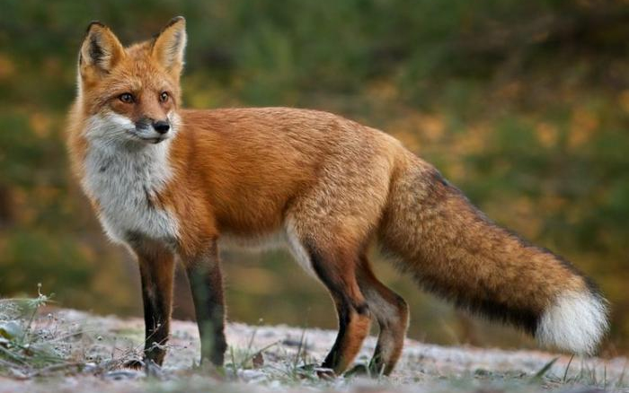 Ebzárlat és legeltetési tilalom