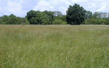 Sok a parlagon álló legelő Nógrádban