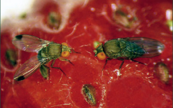 Új mezőgazdasági kártevőt találtak Nógrád községben