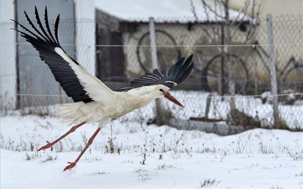 Fény derült a fehér gólyák egyik afrikai telelőhelyére