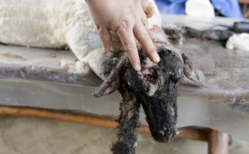 Barnamedve pusztított el juhokat Karancskeszinél