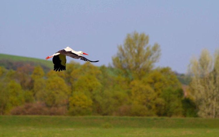 Gyólyavonulás: Peter már a szír határ közelében repült