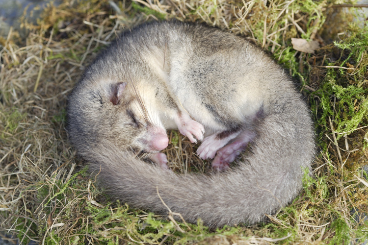 Kik azok, akik átalusszák a karácsonyt? Mi a téli álom? 