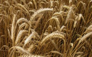 Megyénkben is gyűjtik a búzát