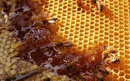 Akár 6 milliárd forintra rúghat a méhészek kára