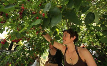 Százak tanácsa Nógrád megyében