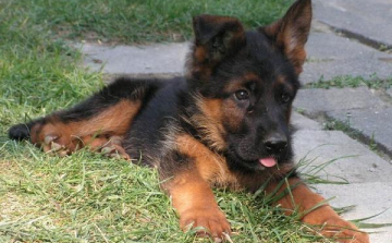 Megtalálták a fegyveres lucfalvai kutyagyilkost