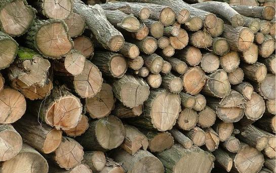 Engedély nélkül lopták az akácfát