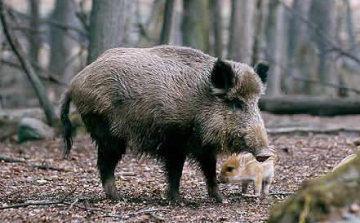 Újabb vaddisznórekord Nógrádban