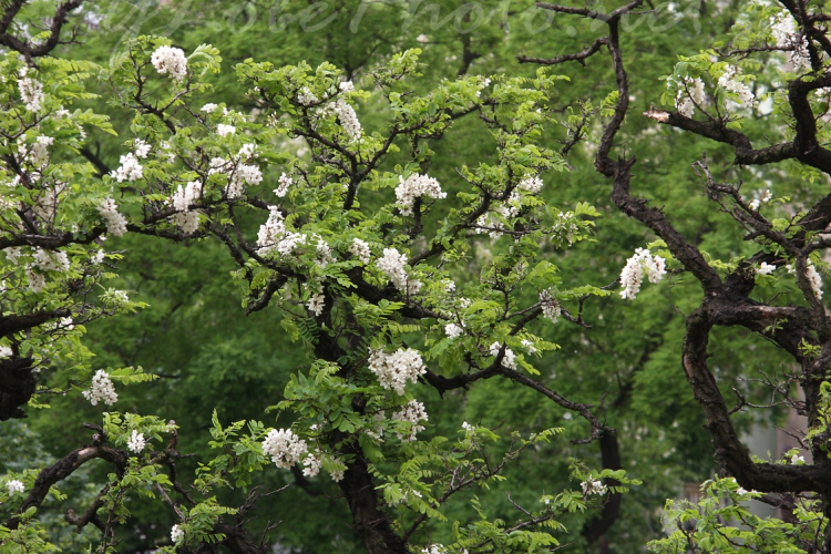 Legyen az akác hungarikum