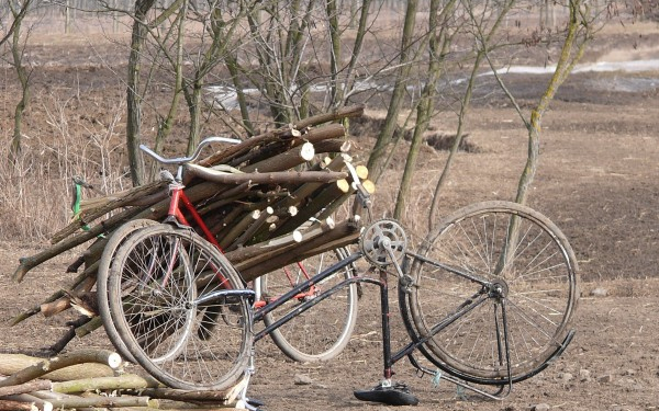 Rendőrkézen a fatolvajok