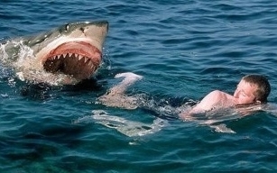 A cápák elsősorban a férfiakat támadják meg egy ausztrál tanulmány szerint