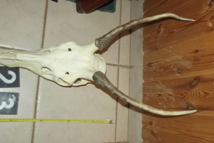 Őzfejeket és vadhúst találtak