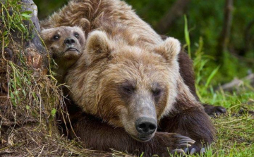 Barnamedve kóborol az Ipoly-völgyben