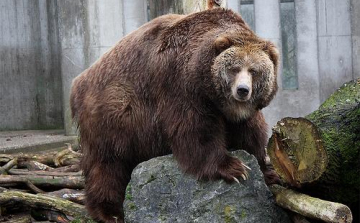 Újabb medvetámadástól tartanak Karancskesziben