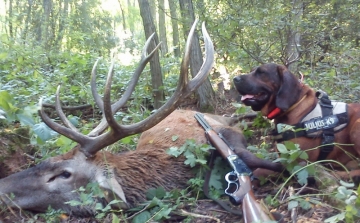 Megkezdődött a vadászati idény a somogyi erdőkben