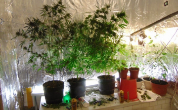 Vadkendert termesztett a diósjenői férfi