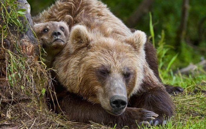 Barnamedve kóborol az Ipoly-völgyben