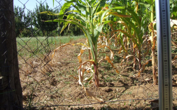 Kerítést bontottak