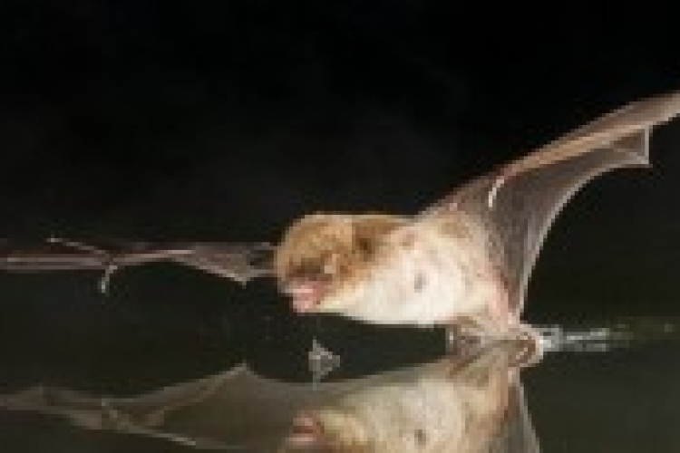 Denevérek éjszakája lesz szombaton Felsőtárkányban