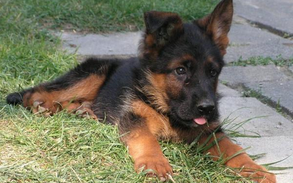 Megtalálták a fegyveres lucfalvai kutyagyilkost