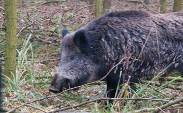 Vaddisznóvonal létesült Salgótarjánban