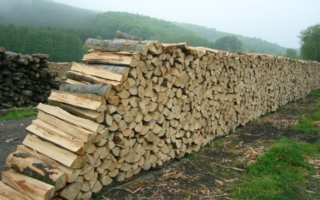 Tetten érték a bujáki fatolvajokat