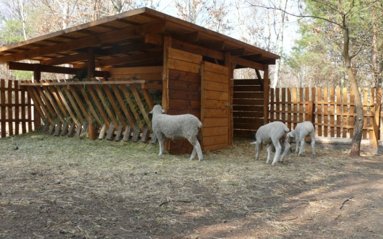 Kinyitott a Nyírjesi Füvészkert és Vadaspark 