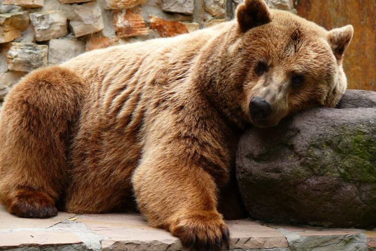 Medvék barangolhatnak be Nógrád megyébe