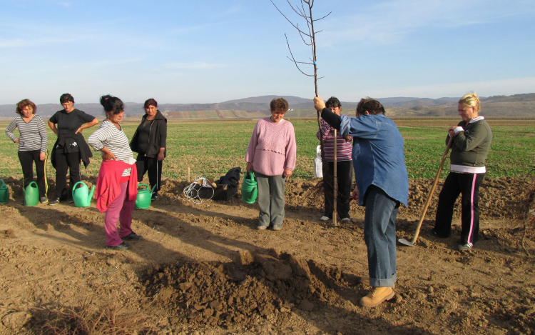 Falugazdaság Varsányban