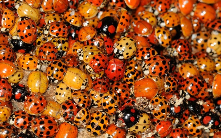 A harlekinkatica, azaz a rémkatica inváziója