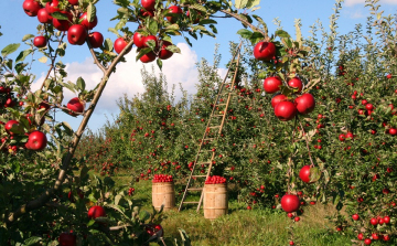 Az enyhe tél miatt nőtt a fertőzések veszélye a gyümölcsösökben