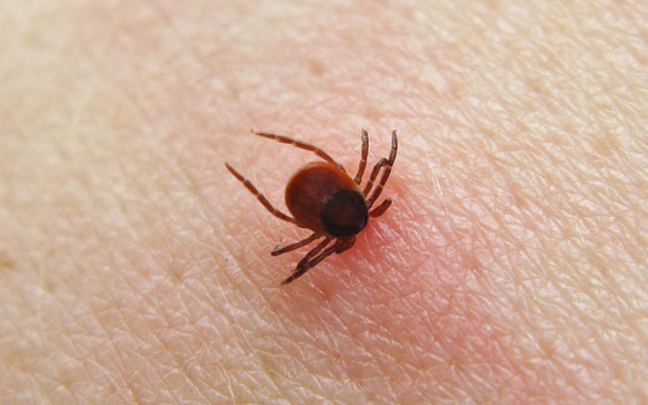 Támadnak a kullancsok