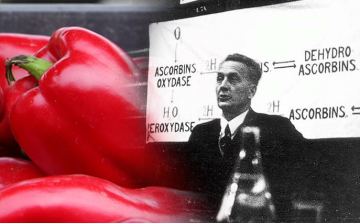 Szent-Györgyi Albert, Nobel-díjas orvos és kutató, a C-vitamin felfedezője