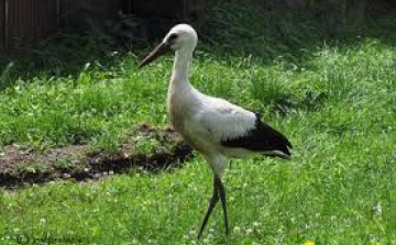 Megölték és megették Egyiptomban a magyar jeladó gólyát