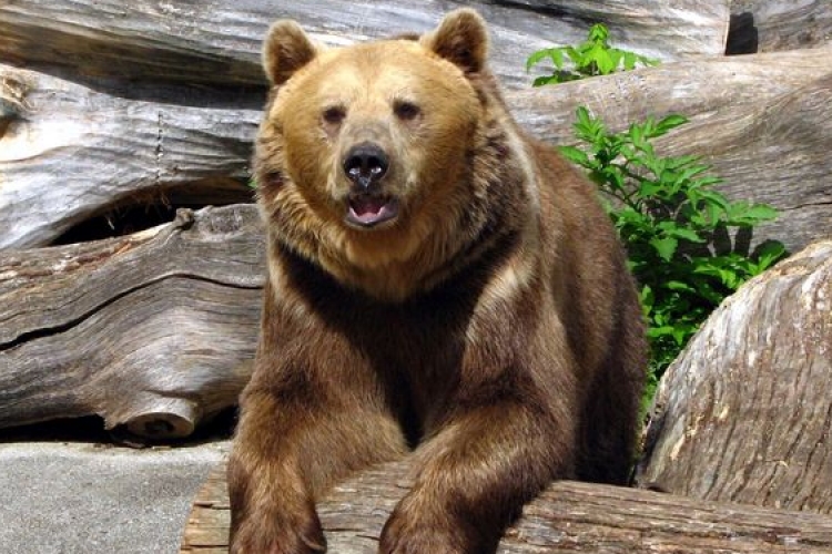 Börtönt követelnek társaik a nógrádi medveölőkre