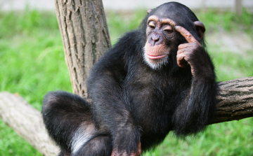 Most megmutatjuk a világ legintelligensebb állatait