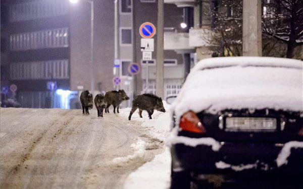 Hajtóvadászatot tartottak a városba látogató vaddisznók miatt Salgótarjánban