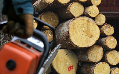 Fatolvajok őrizetben