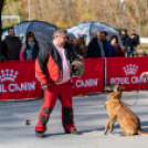 REKORDSZÁMÚ KUTYA NEVEZETT A SALGÓTARJÁNI CAC KUTYAKIÁLLÍTÁSRA.