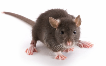 Rágcsálóirtás Salgótarjánban