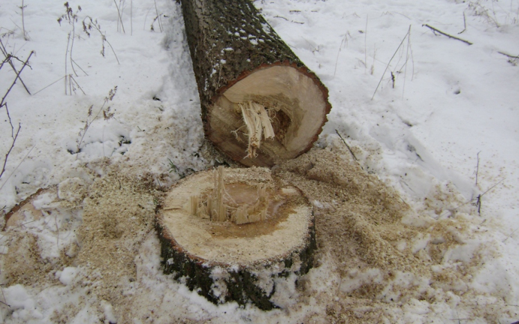 Engedély nélkül vágták ki a fákat