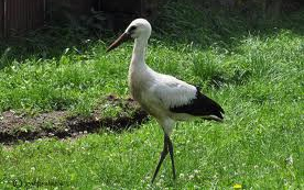 Megölték és megették Egyiptomban a magyar jeladó gólyát