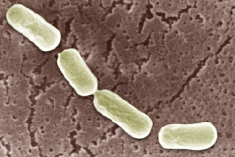 Megtalálták a világ legmérgezőbb anyagát