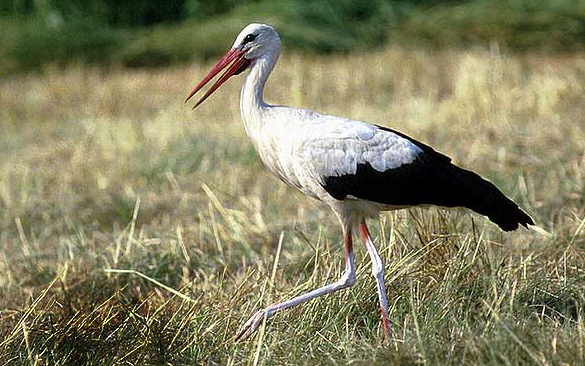 Rekord mennyiségű adattal szolgált egy jeladós fehér gólya