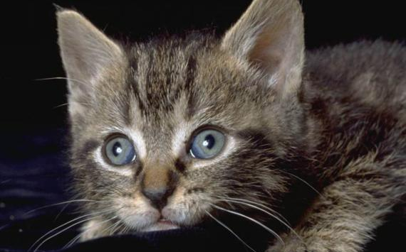 Meglőtte szomszédja macskáját