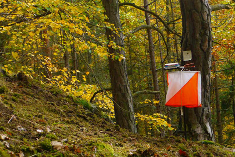 Megkezdődött a nemzetközi tájfutó Hungária Kupa